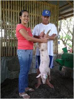 Convergence Program on Swine Dispersal